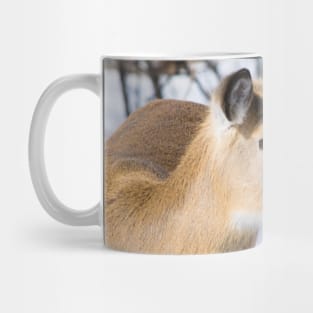 White tailed deer Mug